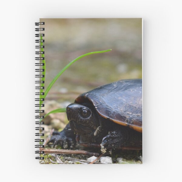 Item preview, Southeastern Mud Turtle Print designed and sold by Paul-Prints.