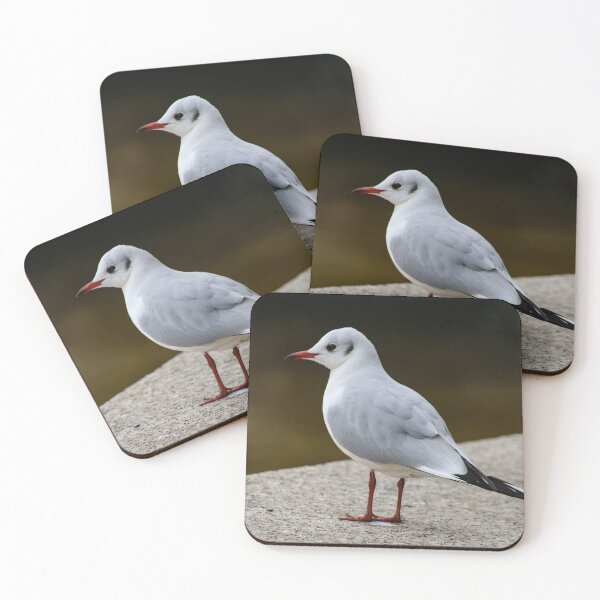Item preview, young seagull designed and sold by Perggals© - Stacey Turner.