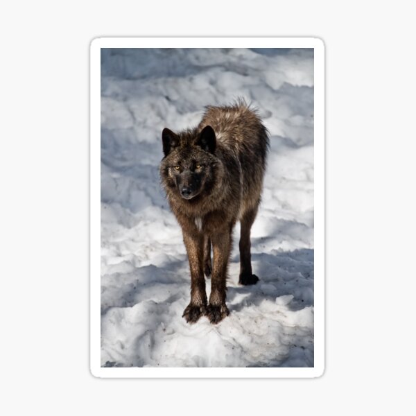 Black Wolf Sticker