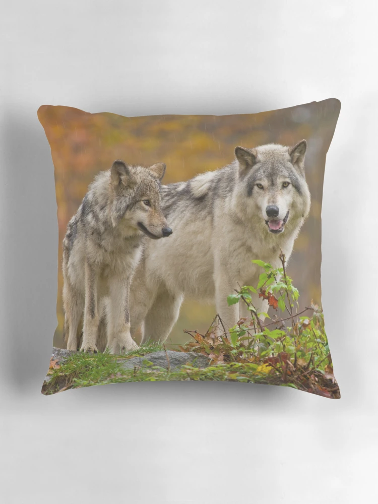 Thumbnail 3 of 4, Pillow, Timber Wolves designed and sold by WolvesOnly.