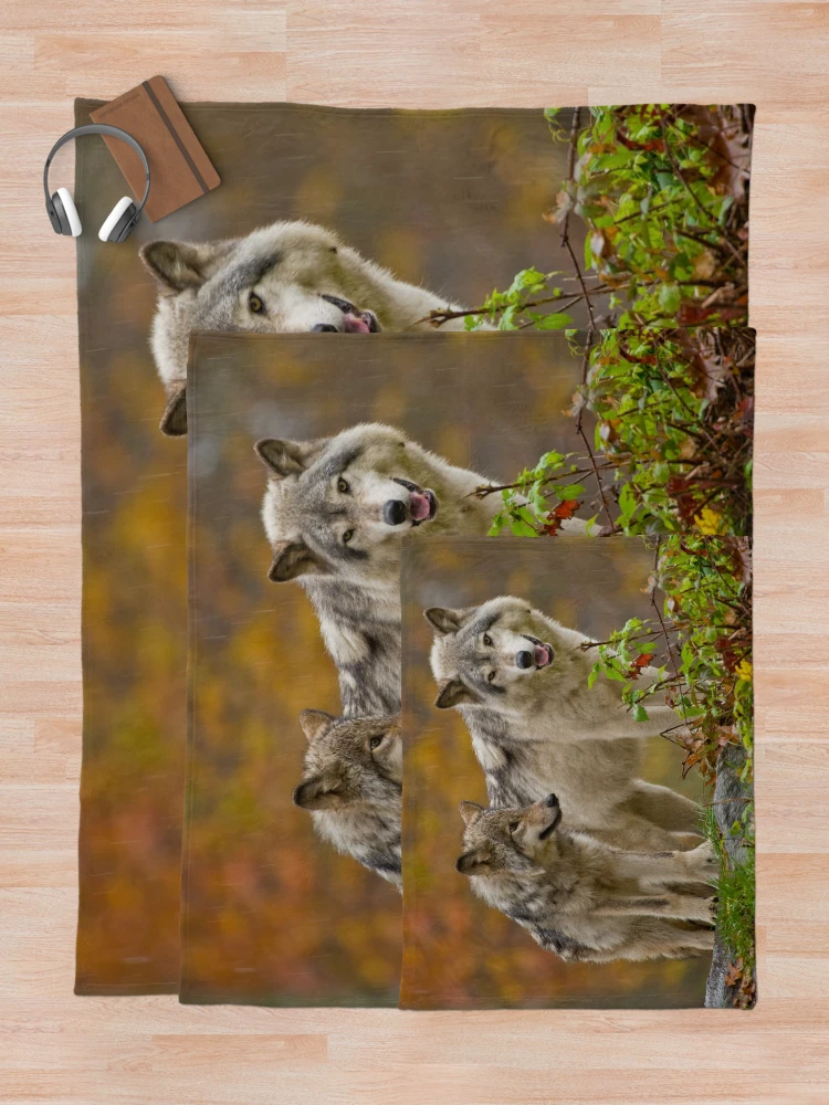 Thumbnail 5 of 6, Throw Blanket, Timber Wolves designed and sold by WolvesOnly.