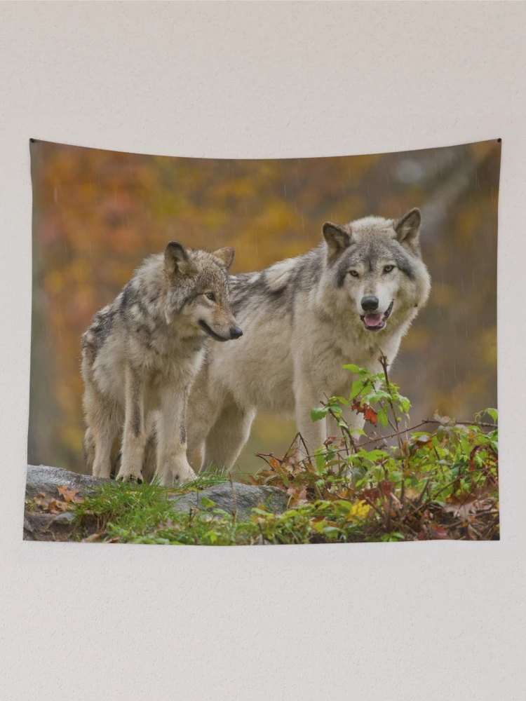 Thumbnail 2 of 3, Tapestry, Timber Wolves designed and sold by WolvesOnly.