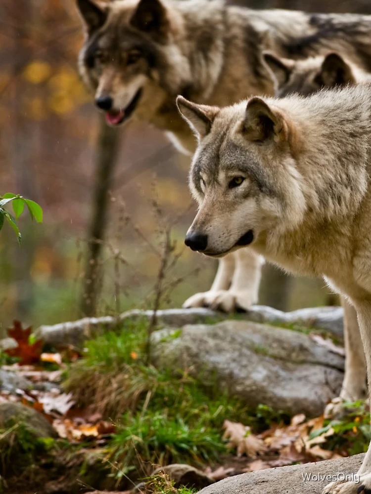 Thumbnail 5 of 5, iPhone Case, Timber Wolves designed and sold by WolvesOnly.