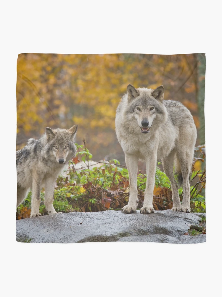 Thumbnail 2 of 3, Scarf, Timber Wolves designed and sold by WolvesOnly.