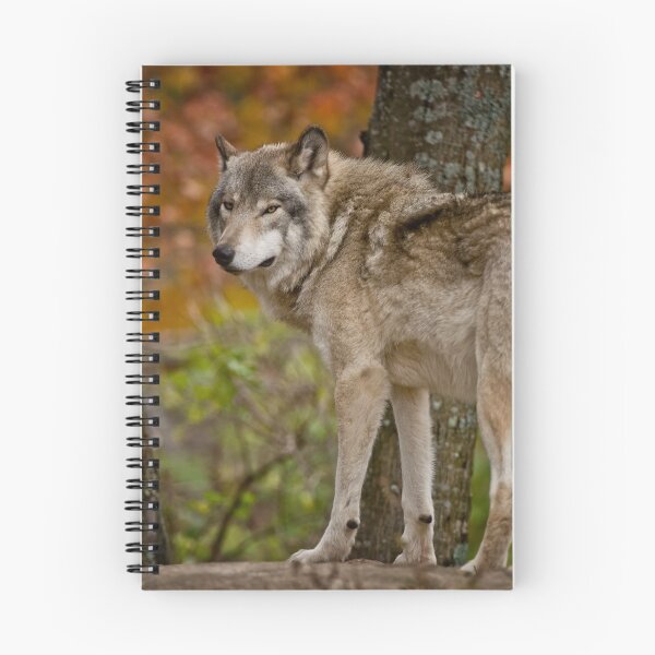 Artikelvorschau, Timber Wolf entworfen und verkauft von WolvesOnly.