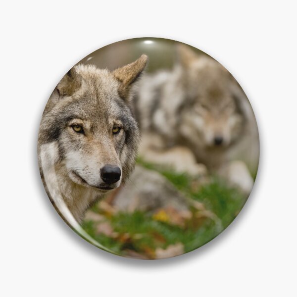 Artikelvorschau, Timber Wölfe entworfen und verkauft von WolvesOnly.