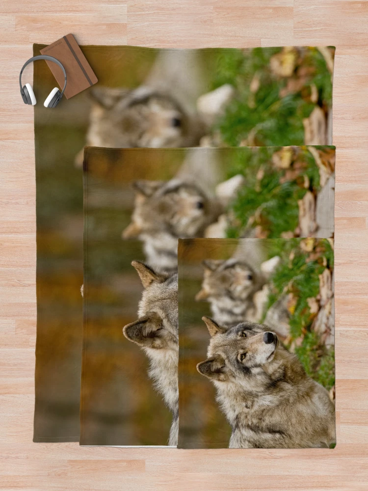 Thumbnail 5 of 6, Throw Blanket, Timber Wolves designed and sold by WolvesOnly.