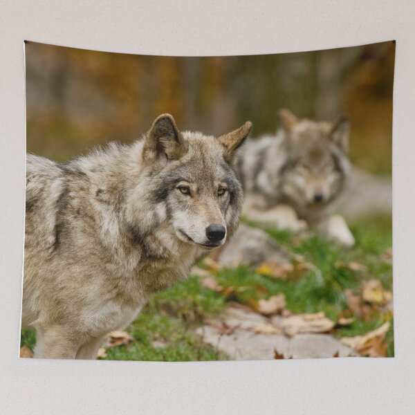Tapestry