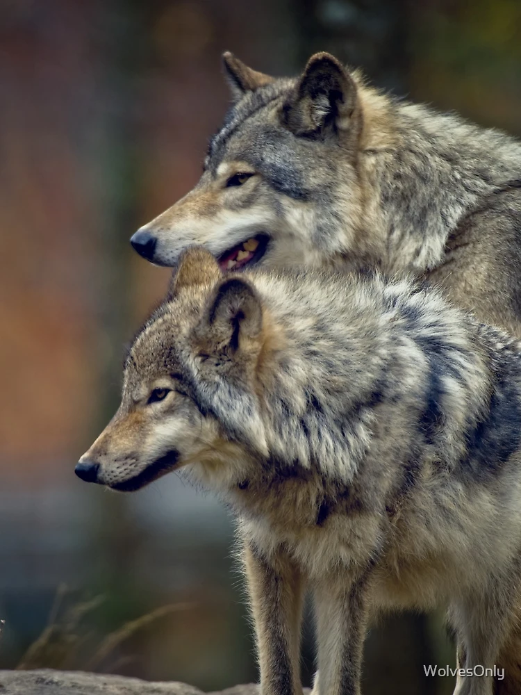 Thumbnail 3 of 3, Scarf, Timber Wolves designed and sold by WolvesOnly.