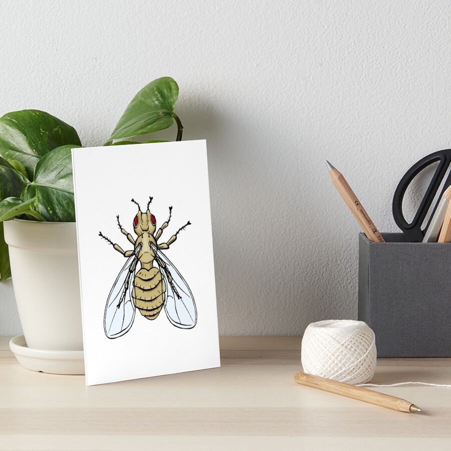 "Drosophila melanogaster bar eye mutation" Art Board Print by modry