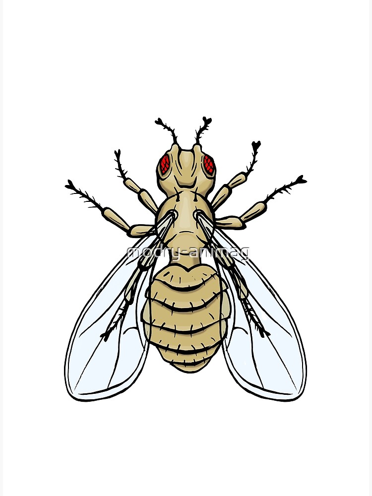 "Drosophila melanogaster bar eye mutation" Poster by modryanimag