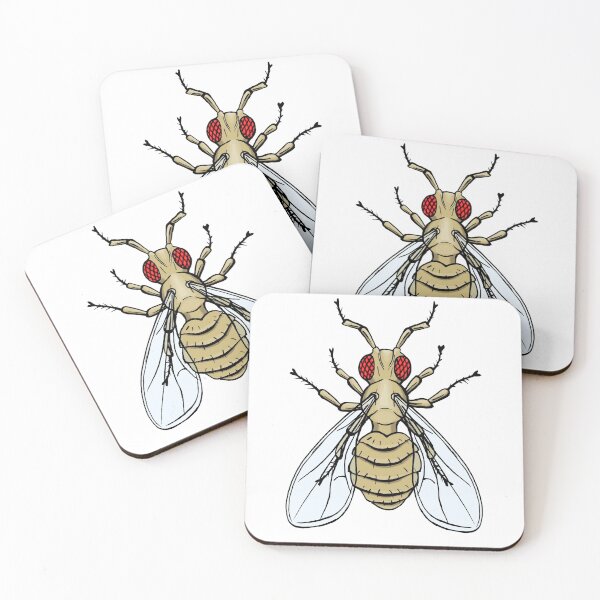 Item preview, Drosophila melanogaster - antenapedia mutation designed and sold by modry-animag.