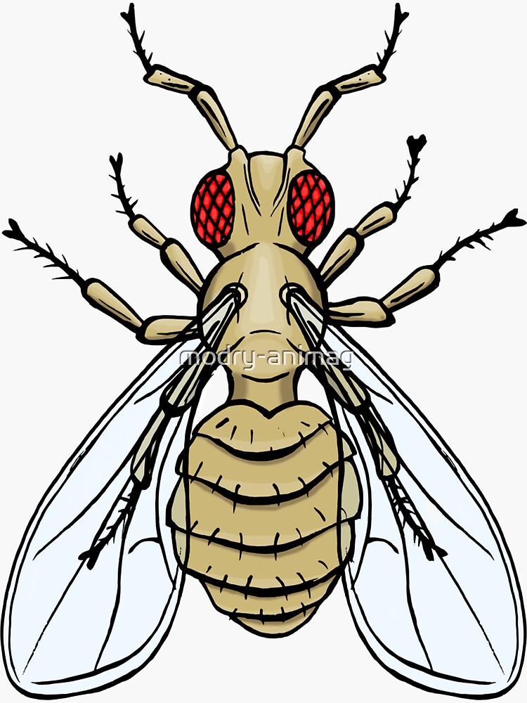 "Drosophila melanogaster antenapedia mutation" Sticker for Sale by