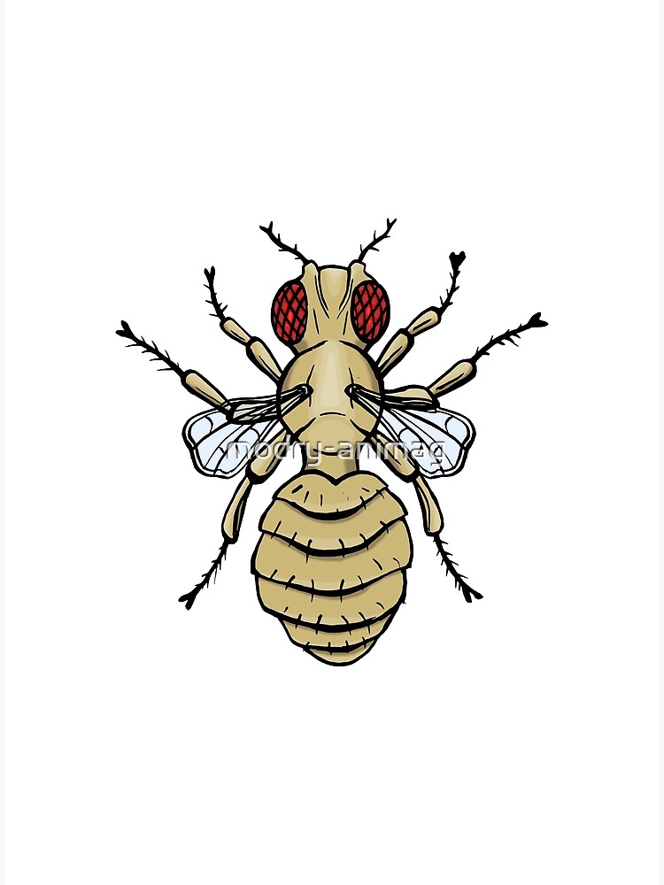 "Drosophila melanogaster Vestigal wings mutation" Poster for Sale by