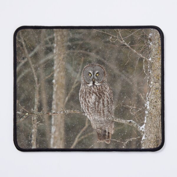 Item preview, Great Grey Owl perched designed and sold by James Cumming.