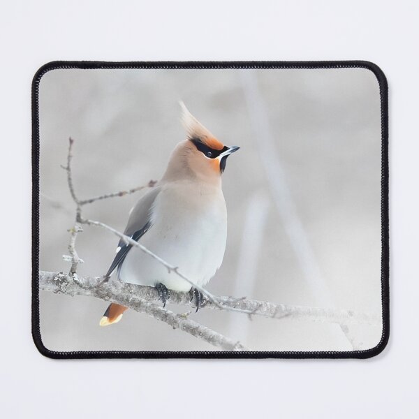 Item preview, Bohemian Waxwing designed and sold by James Cumming.