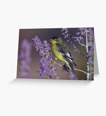 Goldfinch at Palomino Valley Greeting Card