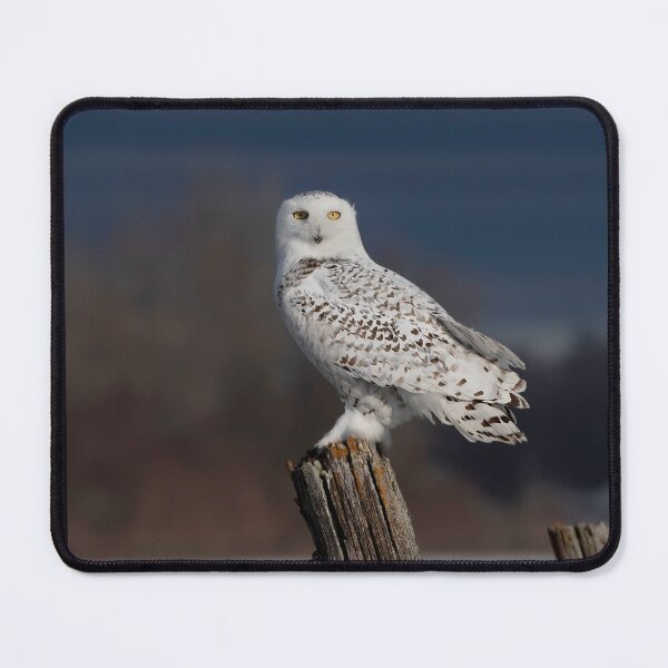 Item preview, Snowy Owl at Sunrise designed and sold by James Cumming.