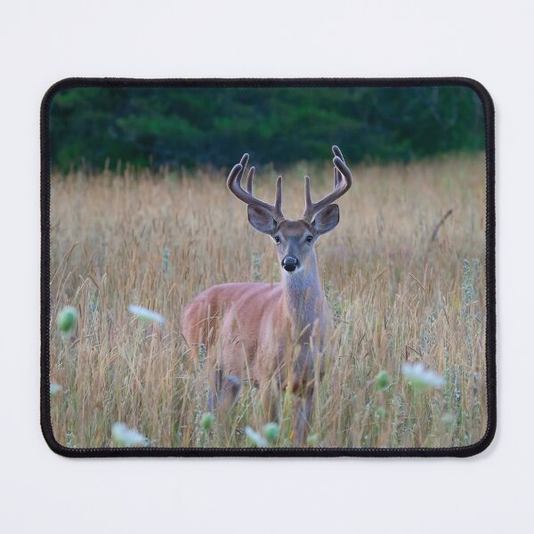 Item preview, White-tailed Buck in Summer designed and sold by James Cumming.