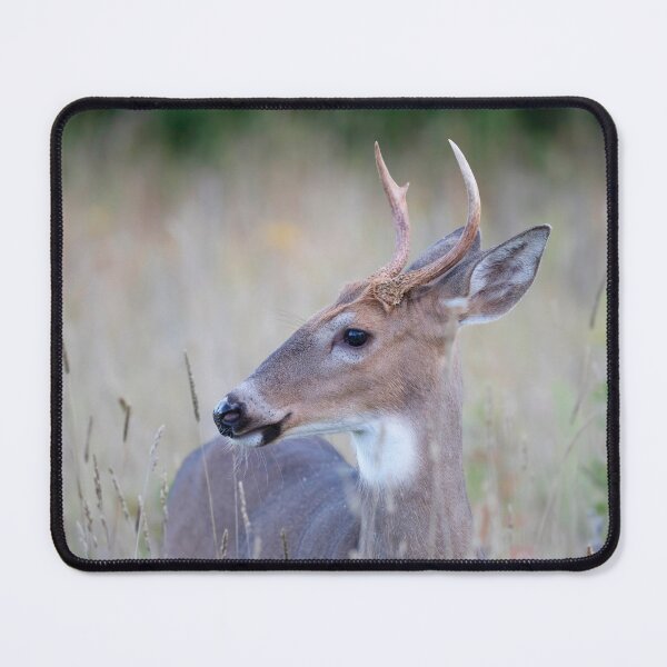 Item preview, White-tailed Buck in Summer designed and sold by James Cumming.