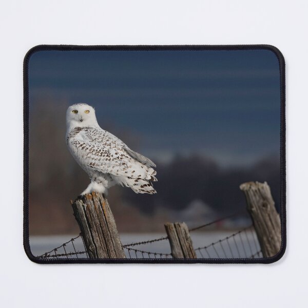 Item preview, Snowy Owl at Sunrise designed and sold by James Cumming.