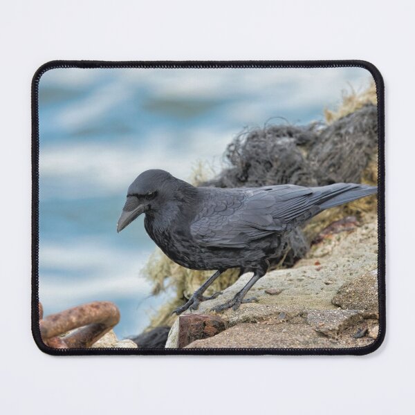 Item preview, Carrion Crow at the Harbour designed and sold by Dorset Girl.