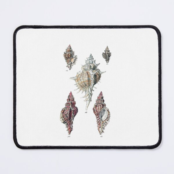 Item preview, Aesthetic Seashells Art Print designed and sold by Eva Vincent.