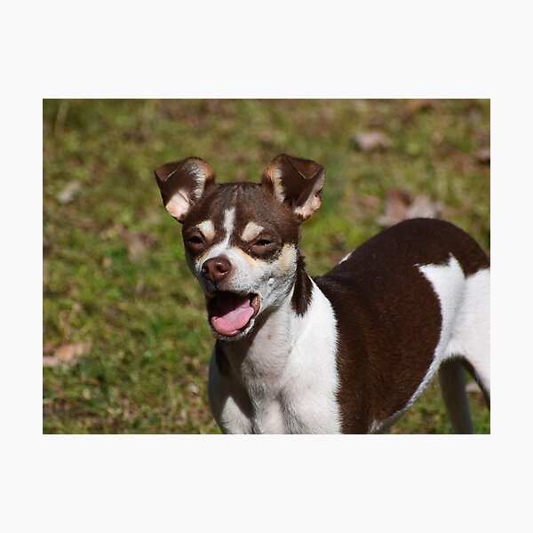 Item preview, Chex the Chihuahua designed and sold by Tonia Delozier's Photography .