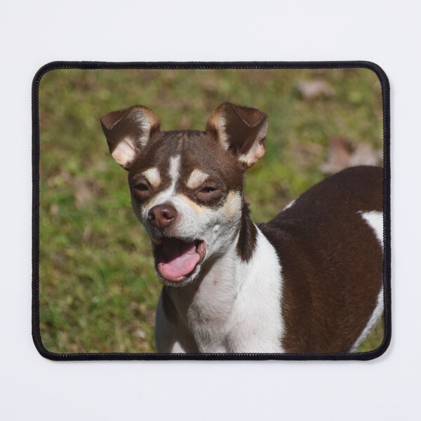 Item preview, Chex the Chihuahua designed and sold by Tonia Delozier's Photography .