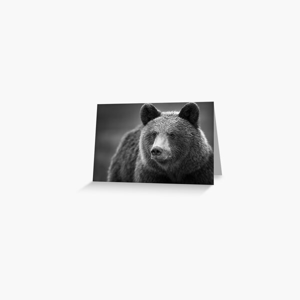 Brown Bear in Black and White Greeting Card