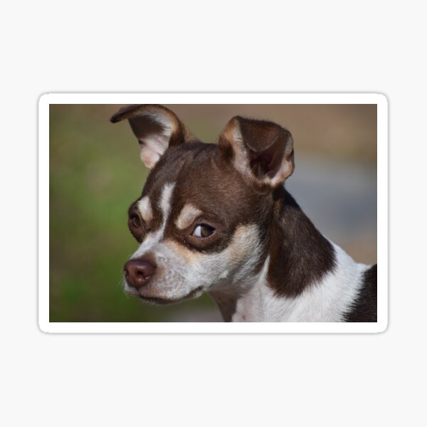 Item preview, My serious side designed and sold by Tonia Delozier's Photography .