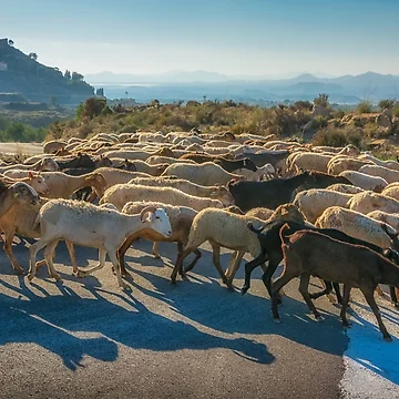 Artwork thumbnail, Goats crossing by Ralph Goldsmith