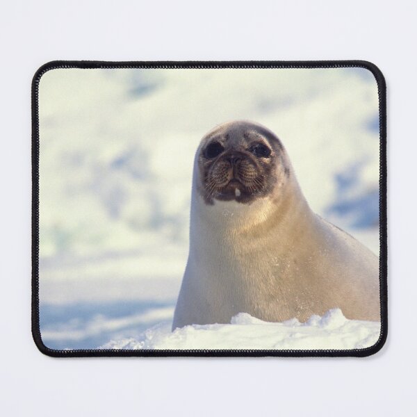 Item preview,   seal photo with high resolution quality designed and sold by Allyouneed-2.