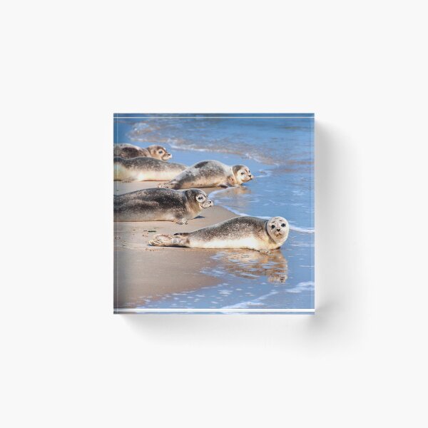 Item preview,  seal photo with high resolution quality designed and sold by Allyouneed-2.