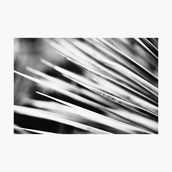 Beautiful Leaves of a Palm Tree | Black and White Fine Art Photo Photographic Print