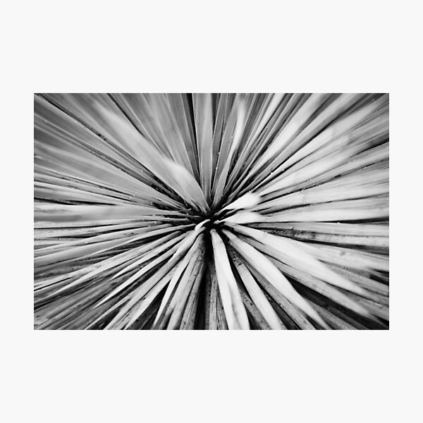The heart of a Palm Tree | Black and White Fine Art Photo Photographic Print