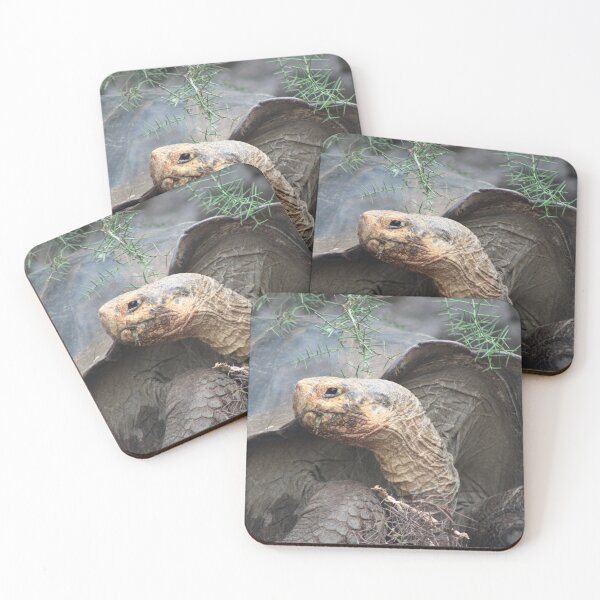 Item preview, Tortoise designed and sold by KDQuin .