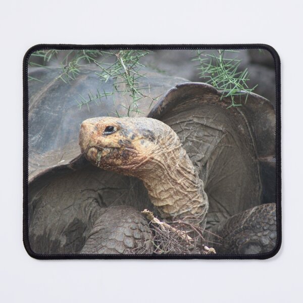 Item preview, Tortoise designed and sold by KDQuin .