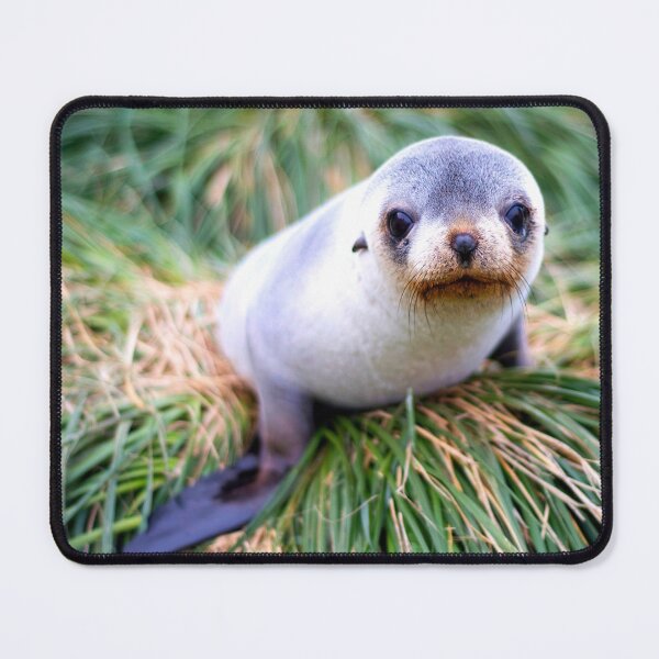 Item preview,  seal photo with high resolution quality designed and sold by Allyouneed-2.