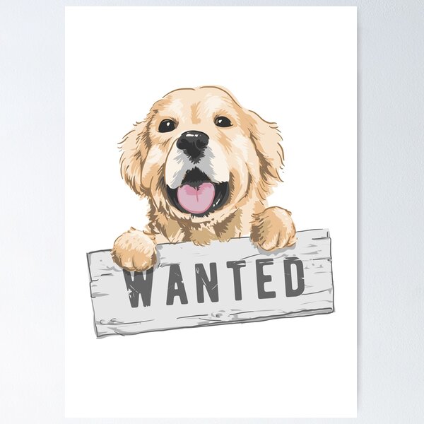 Wanted golden retriever sales puppy