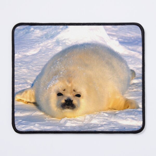 Item preview,  seal photo with high resolution quality designed and sold by Allyouneed-2.