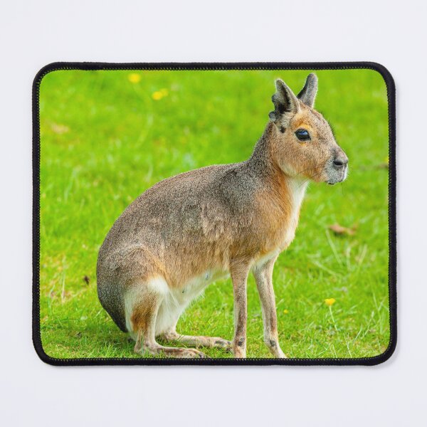 Item preview, Mara on the alert designed and sold by Dalyndigital Photography.