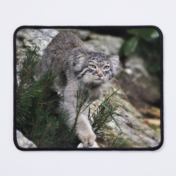 Item preview, Pallas Cat Prowl designed and sold by Ladymoose.