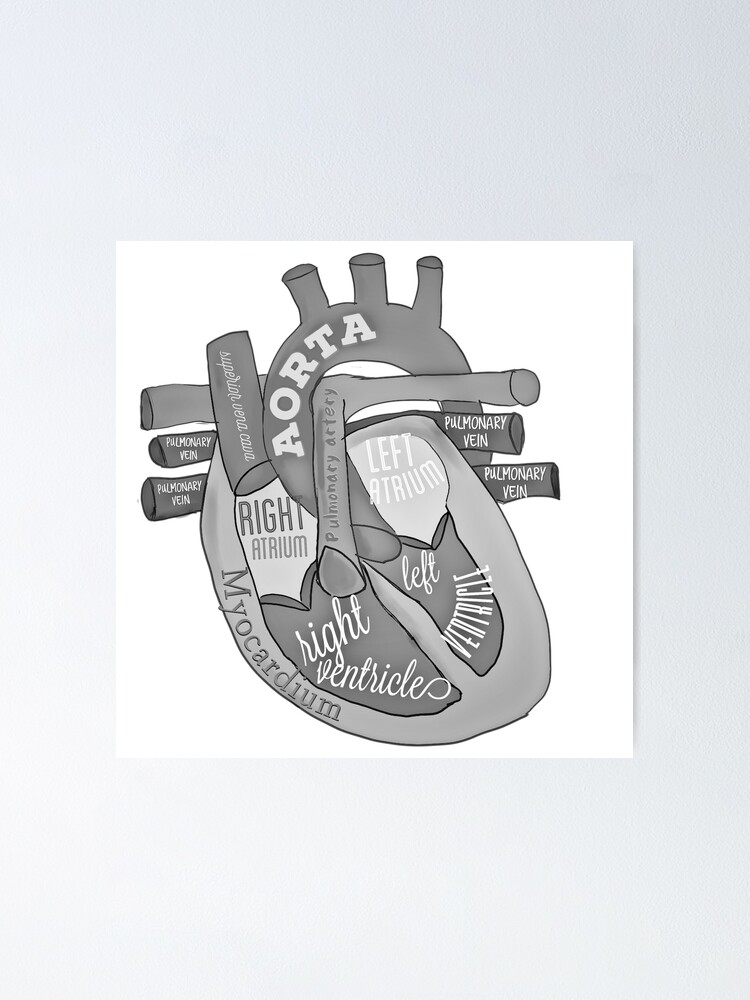 "Black and white anatomical heart" Poster for Sale by Tamm-art | Redbubble