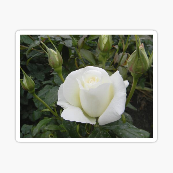 white-rose-opening-sticker-for-sale-by-gurineb-redbubble