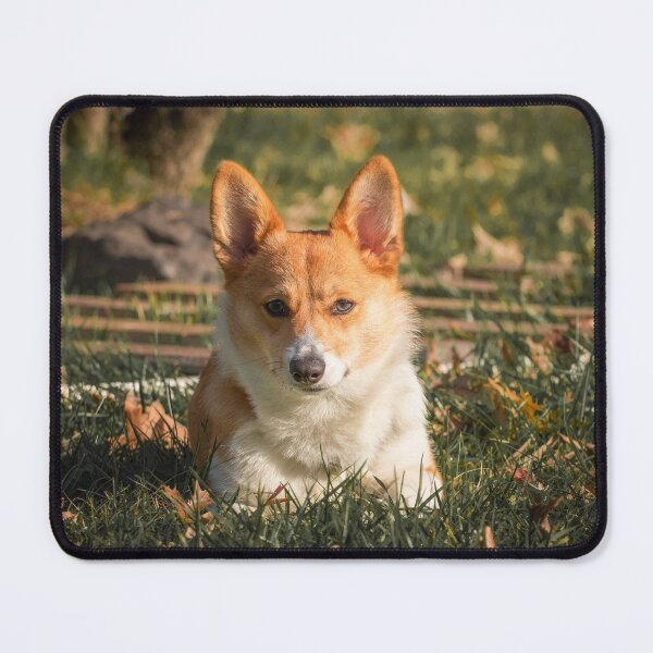 Item preview, Autumn Corgi designed and sold by l-n-designs.