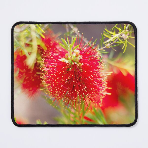 Item preview, Bright Red Australian Wildflower - Crimson Bottlebrush designed and sold by Bellamaree.