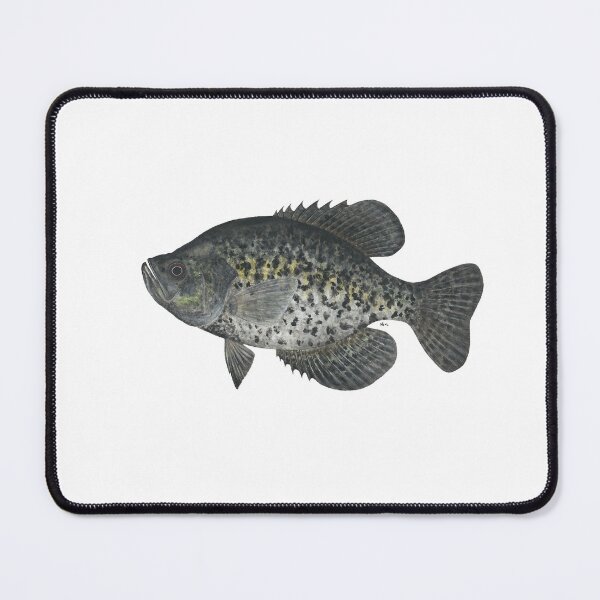 Item preview, Black Crappie (Pomoxis nigromaculatus) designed and sold by LeakyCanoeArt.