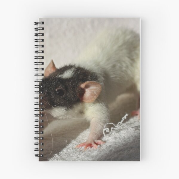 Item preview, Cute Rex Rat designed and sold by Asaha17.