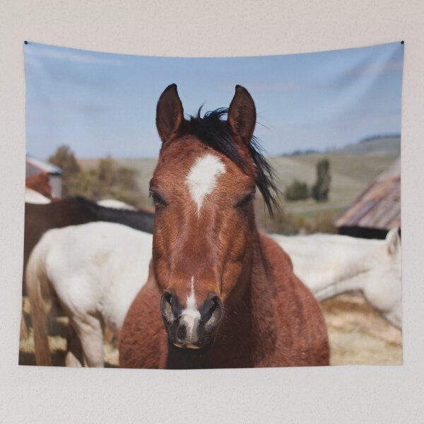 Item preview, Arabian Horse Photography Print  designed and sold by griffingphoto.